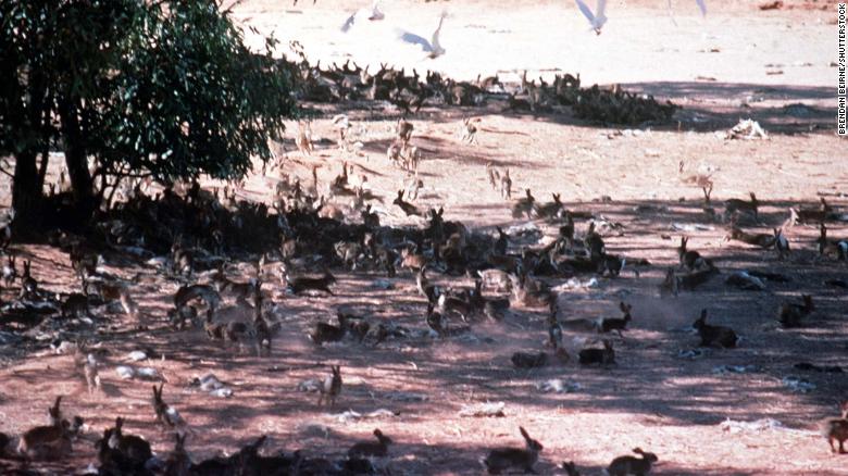 Australia hứng chịu cuộc xâm lấn sinh học tàn khốc nhất vì 24 con thỏ - Ảnh 1.