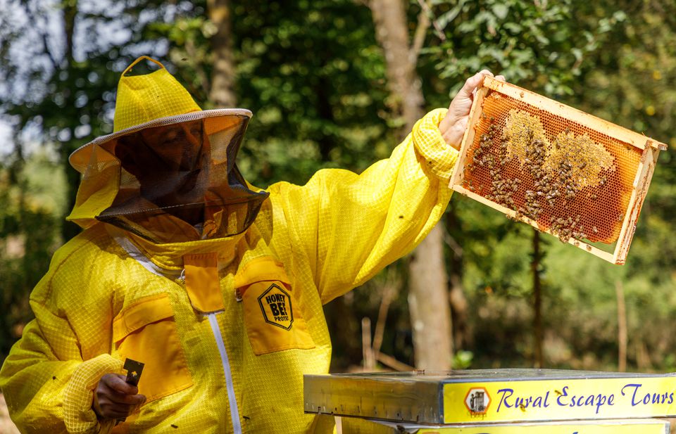 Mô hình nuôi ong lấy mật mang lại hiệu quả kinh tế ở xã Thanh Lâm  Trang  thông tin điện tử Huyện Như Xuân  tỉnh Thanh Hóa