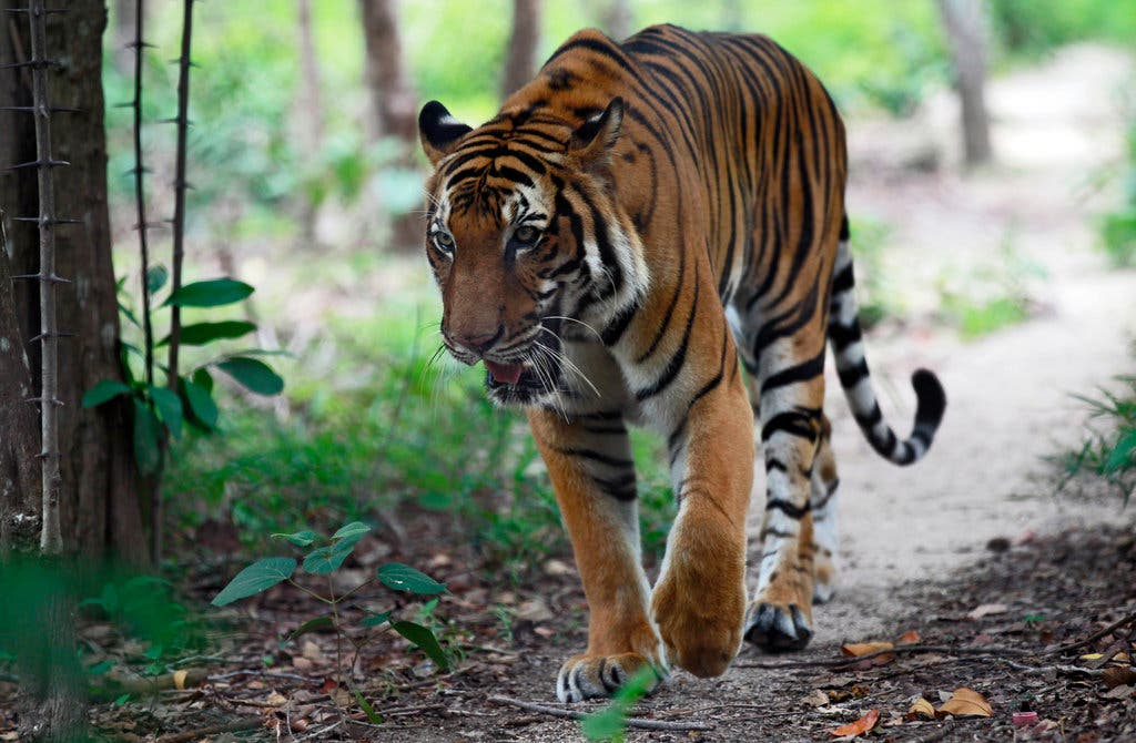 WWF cho rằng loài hổ có thể đã tuyệt chủng tại Lào - Ảnh 1.