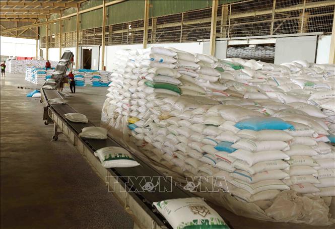 Sản xuất lúa gạo sạch Nhân rộng mô hình chuỗi liên kết  Chi cục Tiêu  chuẩn  Đo lường  Chất lượng tỉnh An Giang