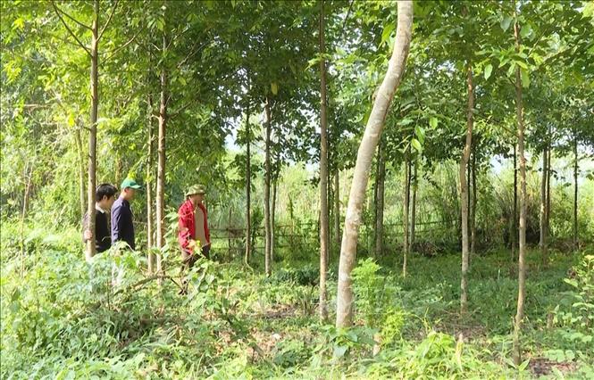 Chú trọng trồng rừng tạo lợi thế tham gia vào thị trường tín chỉ carbon