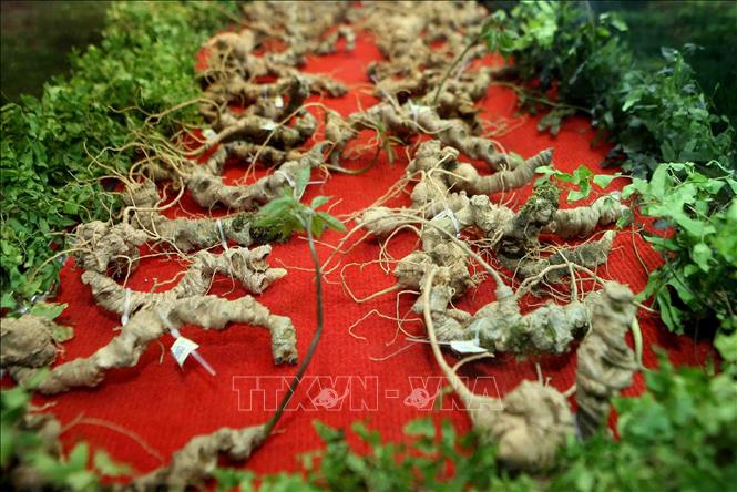 Thủ tướng: Bảo tồn, phát huy giá trị di sản văn hóa Kon Tum là nhiệm vụ quan trọng, cấp bách, lâu dài Chú thích ảnh