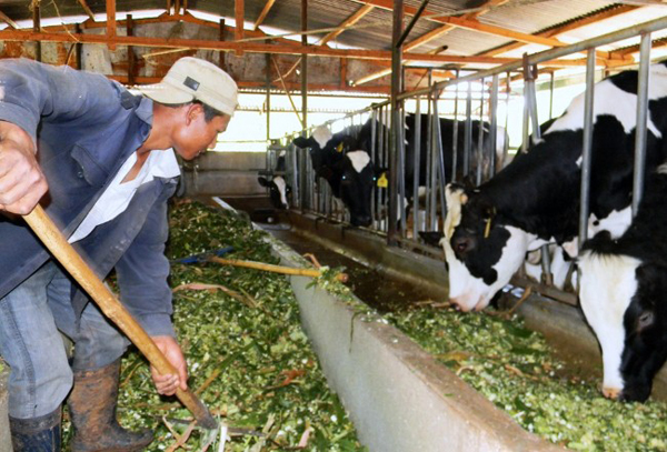 Triển vọng chăn nuôi bò sữa trong chuồng kín
