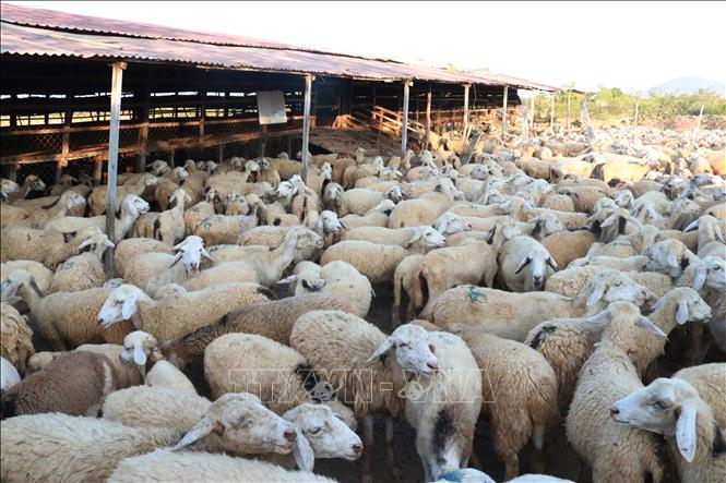 Giá dê, cừu tại Ninh Thuận liên tục tăng cao - Ảnh 1.