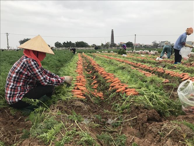 Bội thu tại vùng sản xuất chuyên canh cà rốt 1