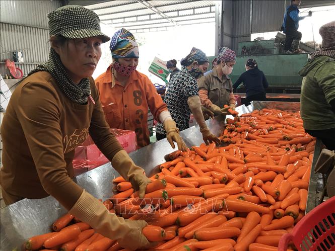 Bội thu tại vùng sản xuất chuyên canh cà rốt 3