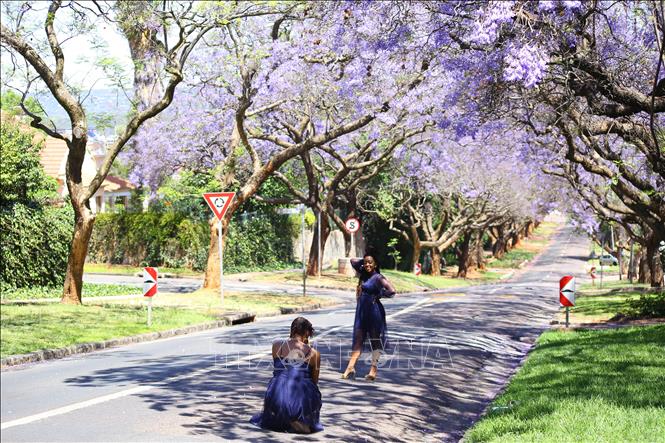 Quyến rũ mùa hoa phượng tím ở Pretoria, Nam Phi | baotintuc.vn