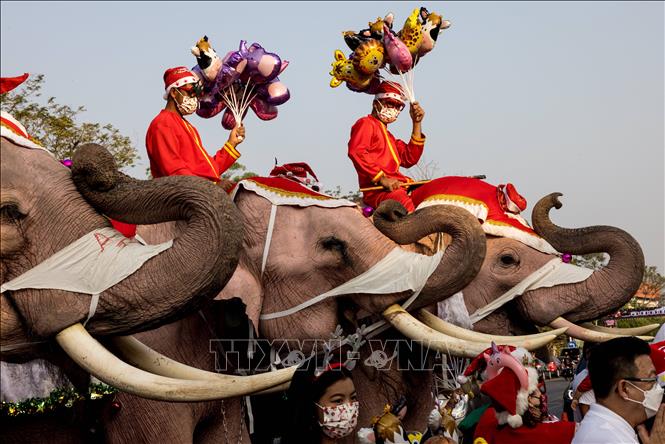 Từ khóa voi phát quà Giáng sinh đã đủ để kéo bạn vào xem hình ảnh. Chỉ cần nhìn thấy những chú voi tuyệt đẹp đeo đầy những chiếc gậy kẹo ngọt, bạn sẽ không thể cầm lòng.