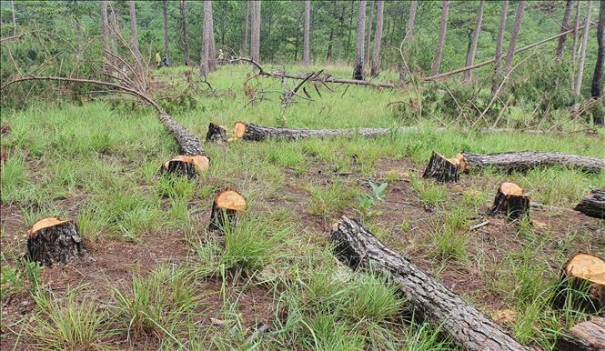 Lâm Đồng: Điều tra đối tượng gây ra vụ phá rừng quy mô lớn
