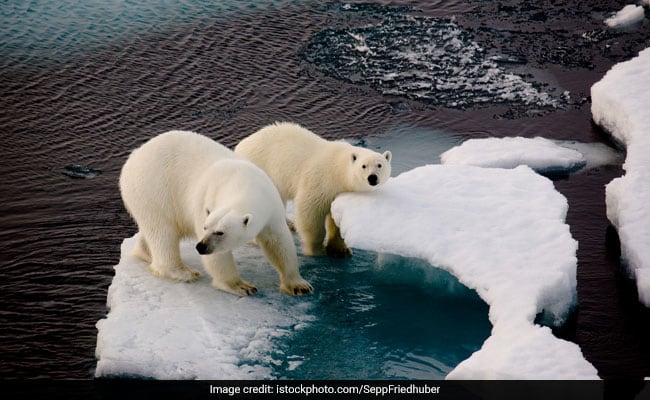 Hổ Siberia đấu gấu xám Bắc Mỹ: Con nào có thể ăn thịt con nào?