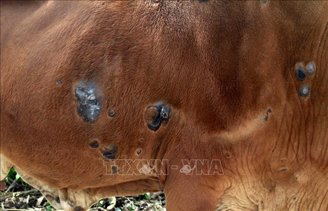 Không để bệnh viêm da nổi cục trên trâu bò lây lan | baotintuc.vn