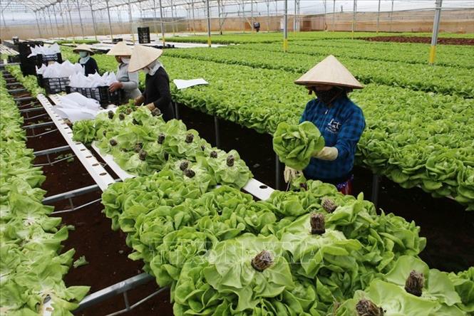Sản xuất nông nghiệp là một lĩnh vực kinh tế quan trọng ở Việt Nam. Hãy xem bức ảnh này để tìm hiểu về nhu cầu thực phẩm của con người và cách sản xuất nông nghiệp đáp ứng nhu cầu đó, đồng thời hỗ trợ cho sự phát triển kinh tế của nước.