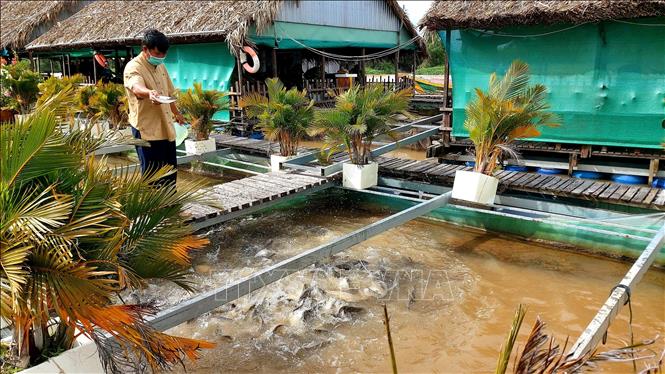 Các mô hình nuôi cá và phòng bệnh cho cá nuôi trên ruộng  Chợ Nông Sản  Khánh Hoà