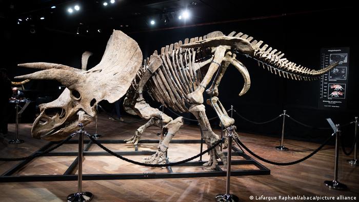 Mô Hình Kim Loại Lắp Ráp 3D Metal Mosaic Bộ Xương Khủng Long Tyrannosaurus  Rex Skeleton  MP724  ArtPuzzlevn