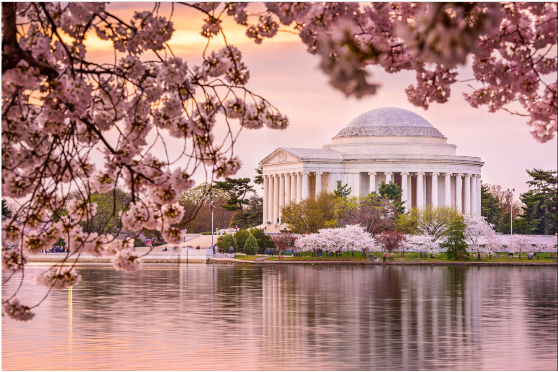 Washington during the cherry blossom festival season