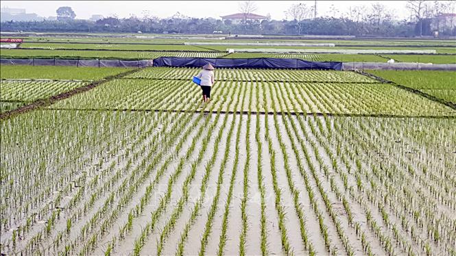 Mô hình kinh doanh nông nghiệp trọn chuỗi từ vườn đến bàn của Nhật   VOVVN