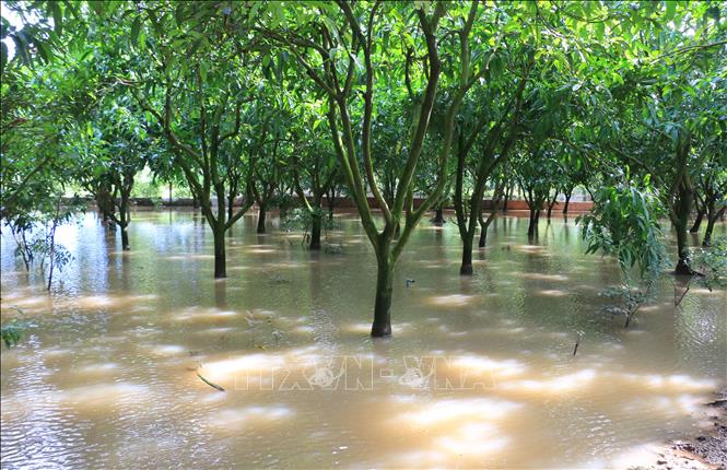 Nhiều vườn cây ăn quả bị ngập do triều cường | baotintuc.vn