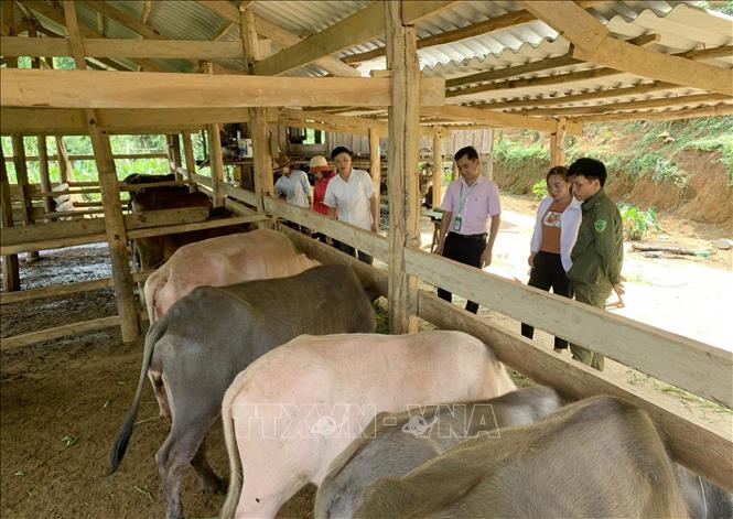 Gương nông dân Lê Hữu Dương điển hình làm kinh tế giỏi từ mô hình nuôi lợn  cỏ thả đồi