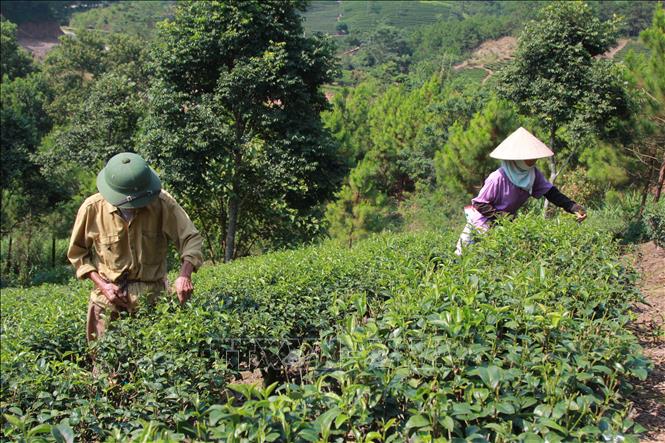 Những năm qua, cây chè đã giúp cho nhiều hộ dân trên địa bàn huyện Đình Lập (Lạng Sơn) có nguồn thu nhập ổn định, góp phần giảm tỷ lệ hộ nghèo tại địa phương. Ảnh (tư liệu): Quang Duy/TTXVN