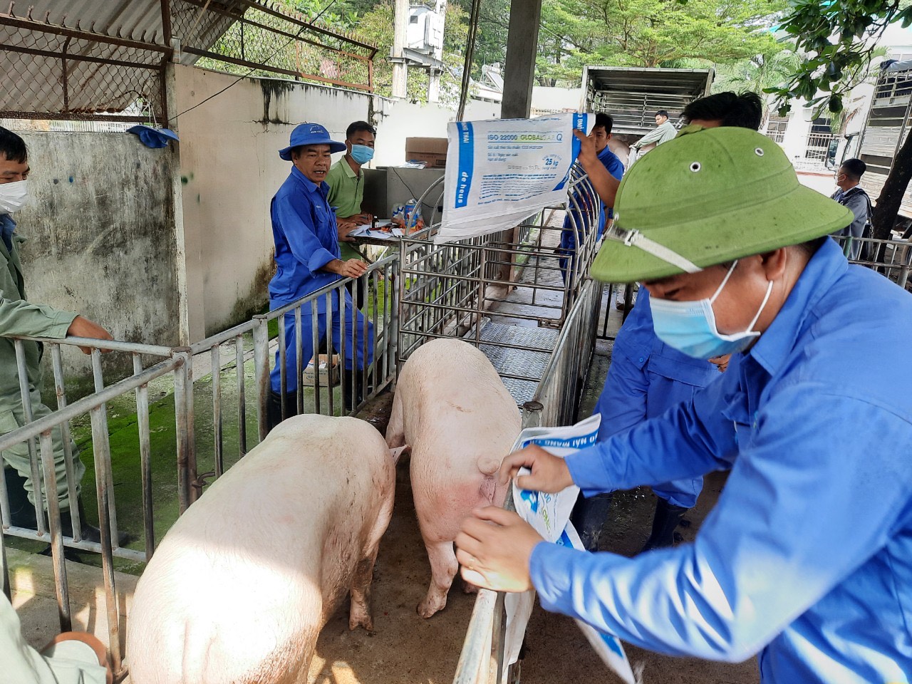 Dự án nuôi lợn nái Móng Cái sinh sản của Hội nông dân huyện Ba Bể  Cổng  thông tin UBND Huyện Ba Bể