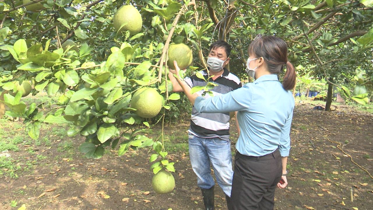 Đồng Nai: Sử dụng men vi sinh bản địa trồng bưởi hữu cơ | baotintuc.vn
