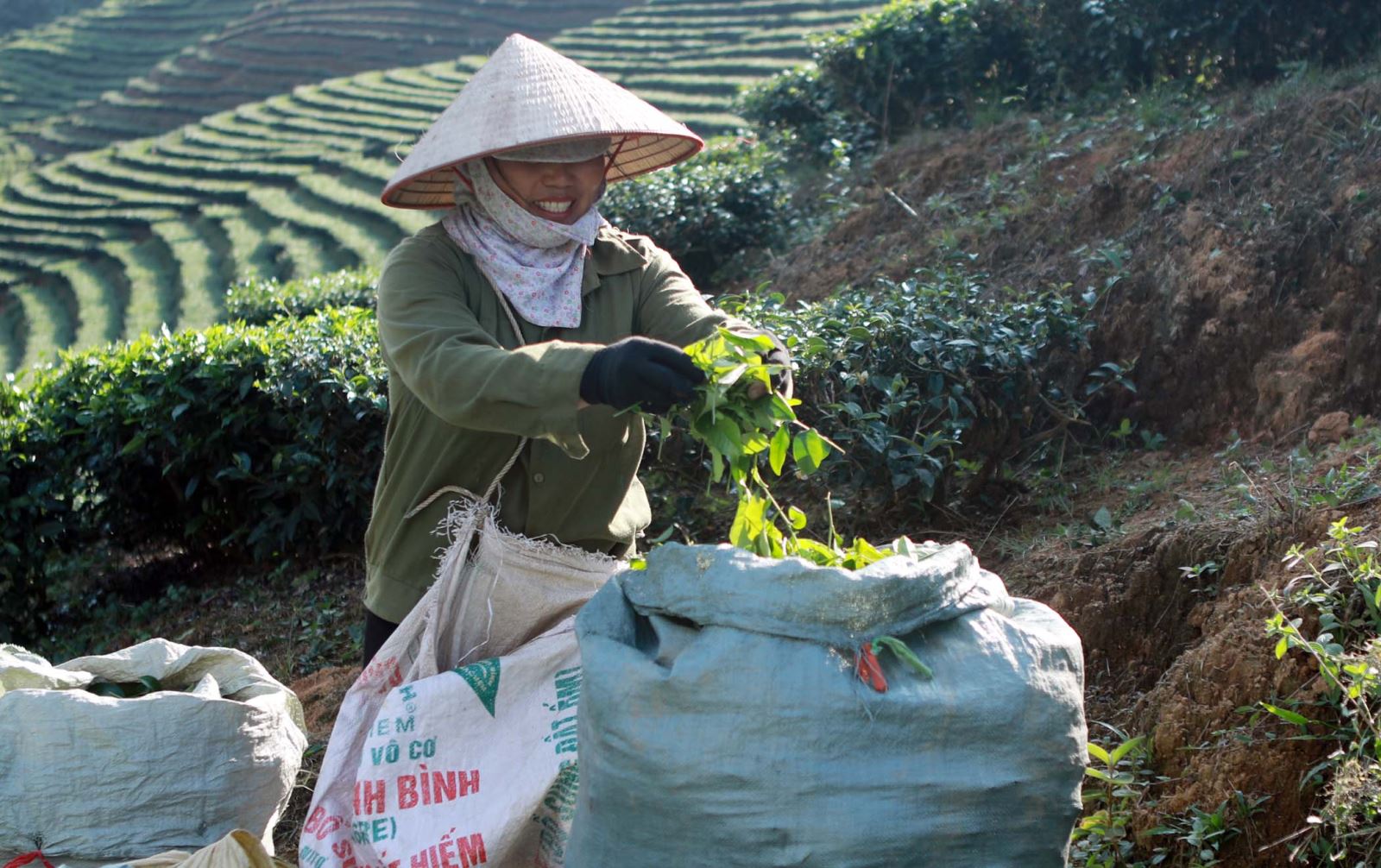 Chú thích ảnh