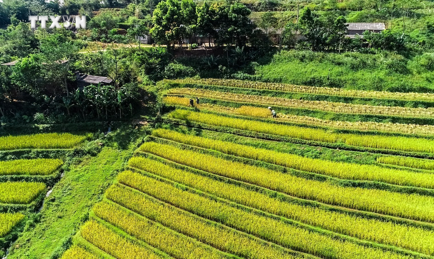Chú thích ảnh