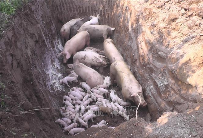 Hưng Yên quyết liệt dập dịch tả lợn châu Phi bằng các giải pháp cấp bách |  baotintuc.vn