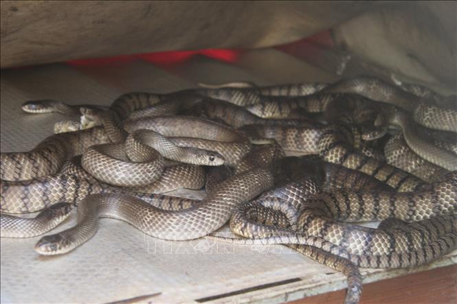 Một trang trại nuôi rắn ở Đồng Nai. Ảnh minh họa: Sỹ Tuyên/TTXVN