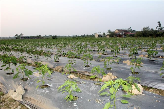 Châu Thành Hiệu quả từ mô hình trồng ớt phục vụ thị trường tết