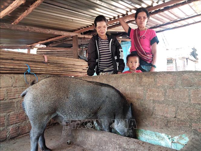 Hiệu quả cao từ mô hình chăn nuôi heo trên đệm lót sinh học  Tạp chí Chăn  nuôi Việt Nam