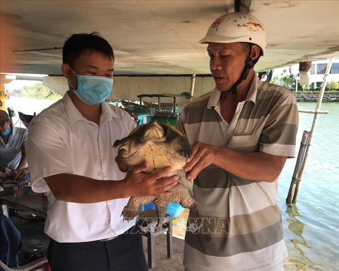Sở Nông nghiệp và PTNT tình Thừa Thiên Huế phát hiện và cứu hộ thành công  nhiều rùa biển quý hiếm (03/04/2019)