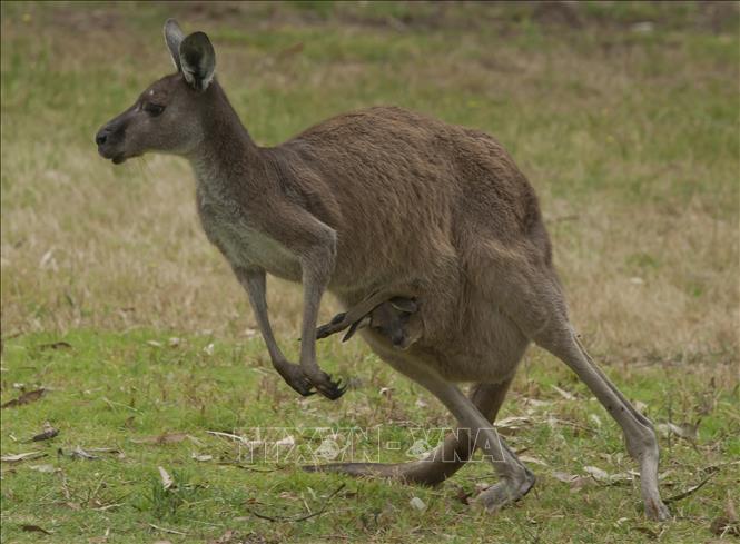 Khám phá cảnh tượng ngoạn mục khi loài động vật huyền thoại của Châu Úc - Kangaroo tấn công người, đánh thức bản năng hoang dã trong các bạn. Hãy cùng xem hình ảnh để tìm hiểu sự táo bạo và mạnh mẽ của loài động vật này.