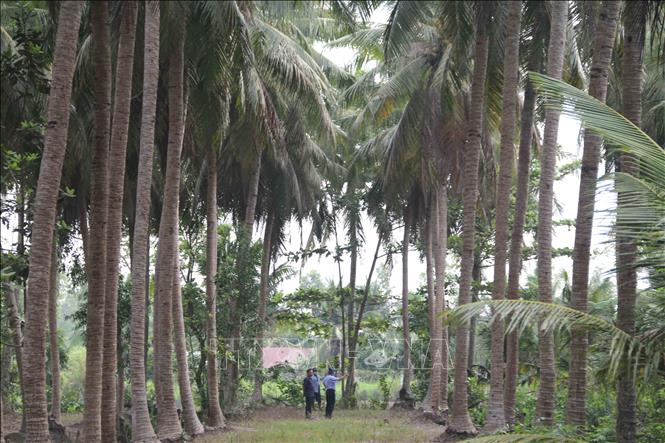 Có 2 sào đất trồng dừa xiêm thu nhập bằng 2 mẫu ruộng trồng lúa  Dân Việt
