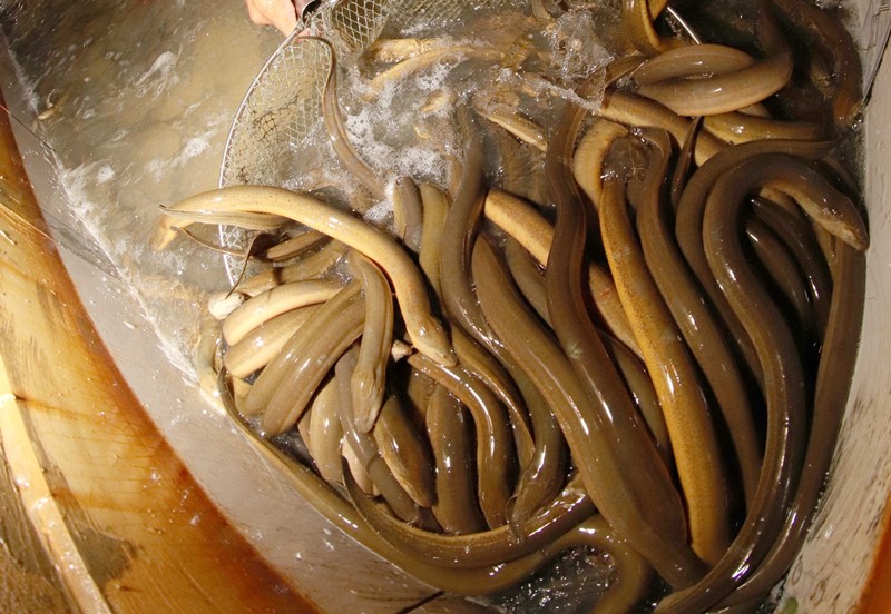 Lưu trữ Nuôi lươn không giá thể trong bể xi  măng  Aquaculture