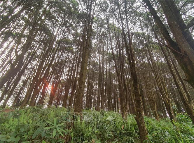 Ổn định cải thiện đời sống nhờ trồng rừng gỗ lớn
