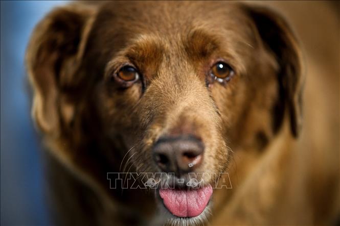 Chú chó nhiều tuổi nhất thế giới vừa qua đời | baotintuc.vn