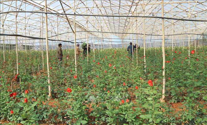 Kỹ thuật trồng hoa hồng và cách chăm sóc cho bông nở rộ