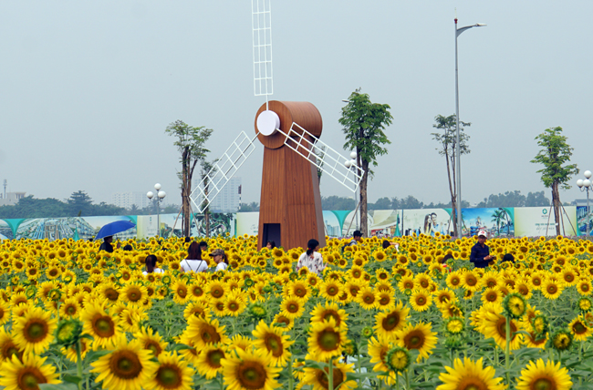 Đẹp ngỡ ngàng cánh đồng hoa hướng dương ở TP Hồ Chí Minh ...