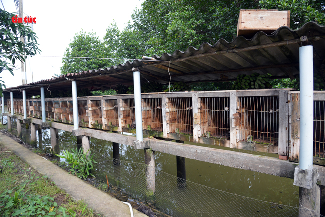 Những mô hình nuôi cầy hương ở Bắc Giang cho hiệu quả kinh tế cao