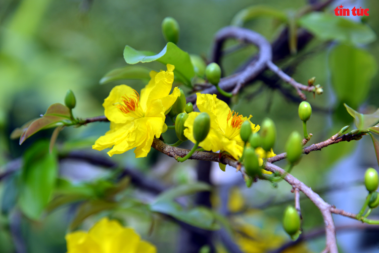 Hoa mai vàng là biểu tượng của sự giàu có và hạnh phúc trong ngày tết. Hãy thưởng thức những bức ảnh đầy màu sắc về loại hoa này để cảm nhận nét đẹp văn hóa truyền thống của dân tộc Việt Nam.