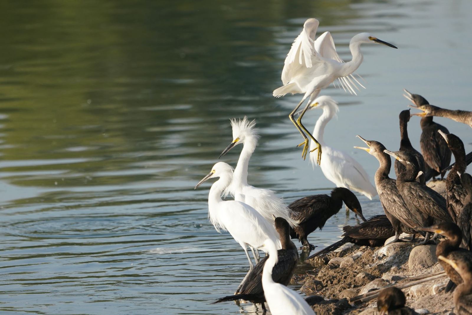 большая белая цапля. журавль в полете. цапли дальнего востока. стая цапель. стая цапель.