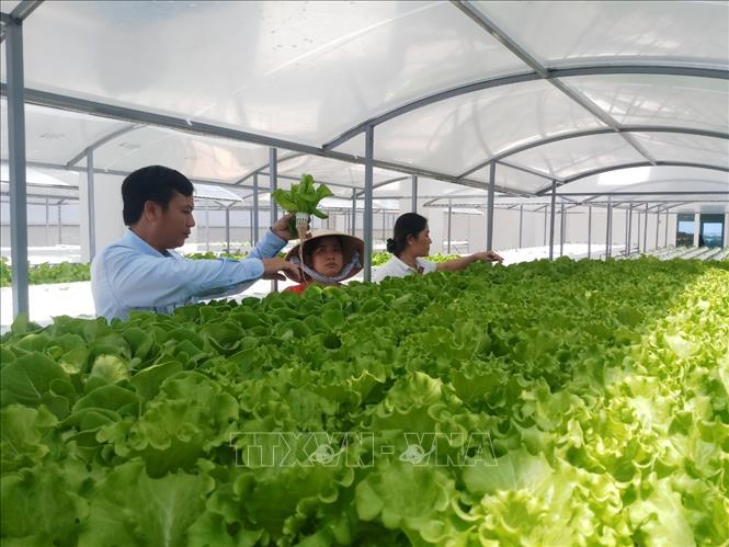 Đồng Nai Hiệu quả của mô hình trồng rau thủy canh công nghệ cao trong đô  thị  Ảnh chuyên đề  Thông tấn xã Việt Nam TTXVN