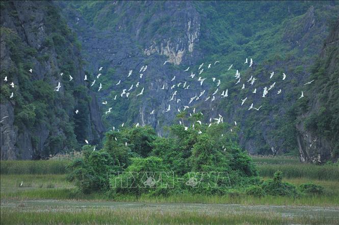 Ninh Bình bảo tồn và sử dụng bền vững Khu Bảo tồn thiên nhiên Vân Long |  baotintuc.vn