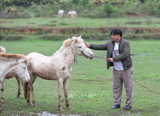 Mô hình nuôi ngựa bạch mang lại hiệu quả kinh tế cao tại Bắc Giang  Kinh  nghiệm làm ăn  Báo ảnh Dân tộc và Miền núi