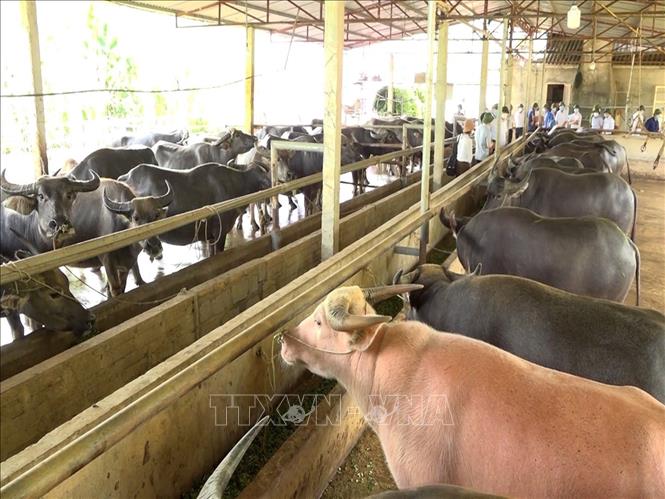 Hòa Bình Hiệu quả từ mô hình nuôi bò thịt theo quy mô công nghiệp  Ảnh  thời sự trong nước  Kinh tế  Thông tấn xã Việt Nam TTXVN