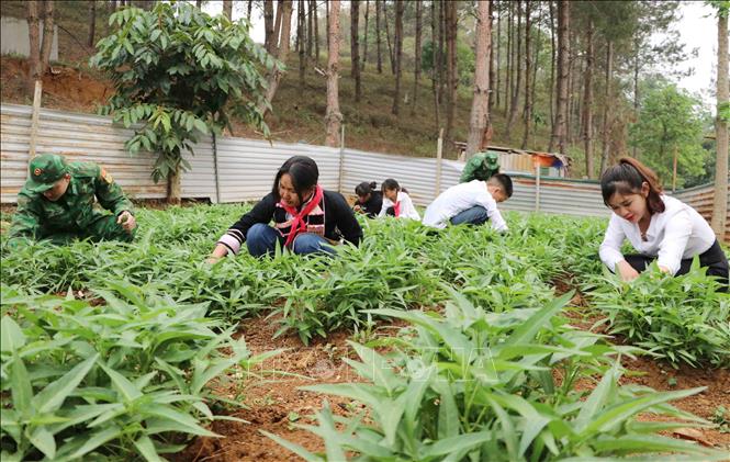 MÔ HÌNH VƯỜN RAU SẠCH CỦA LIÊN ĐỘI TRƯỜNG TIỂU HỌC VIỆT NGỌC