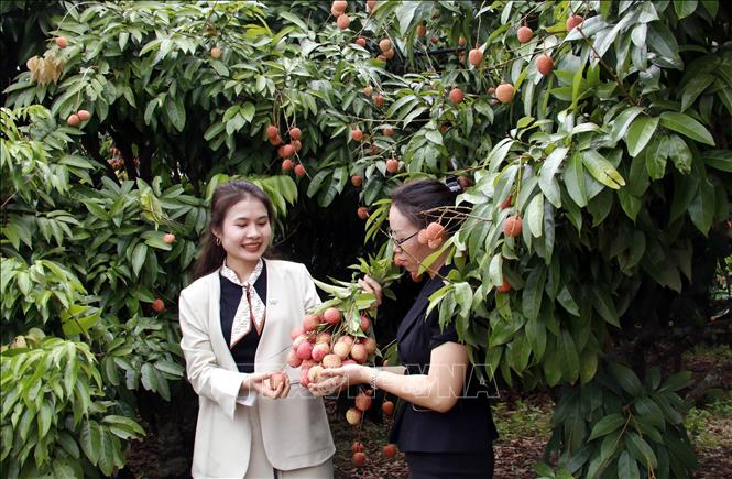 Chú thích ảnh Chú thích ảnh