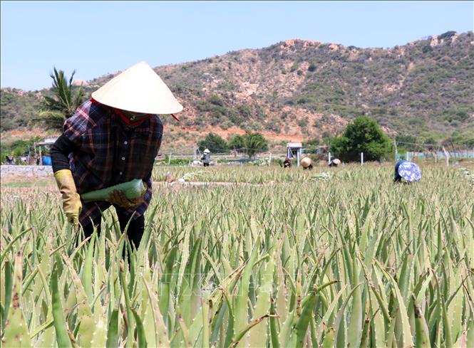 Từ cây trồng vùng hạn đến sản phẩm vươn ra thế giới
- Ảnh 2.