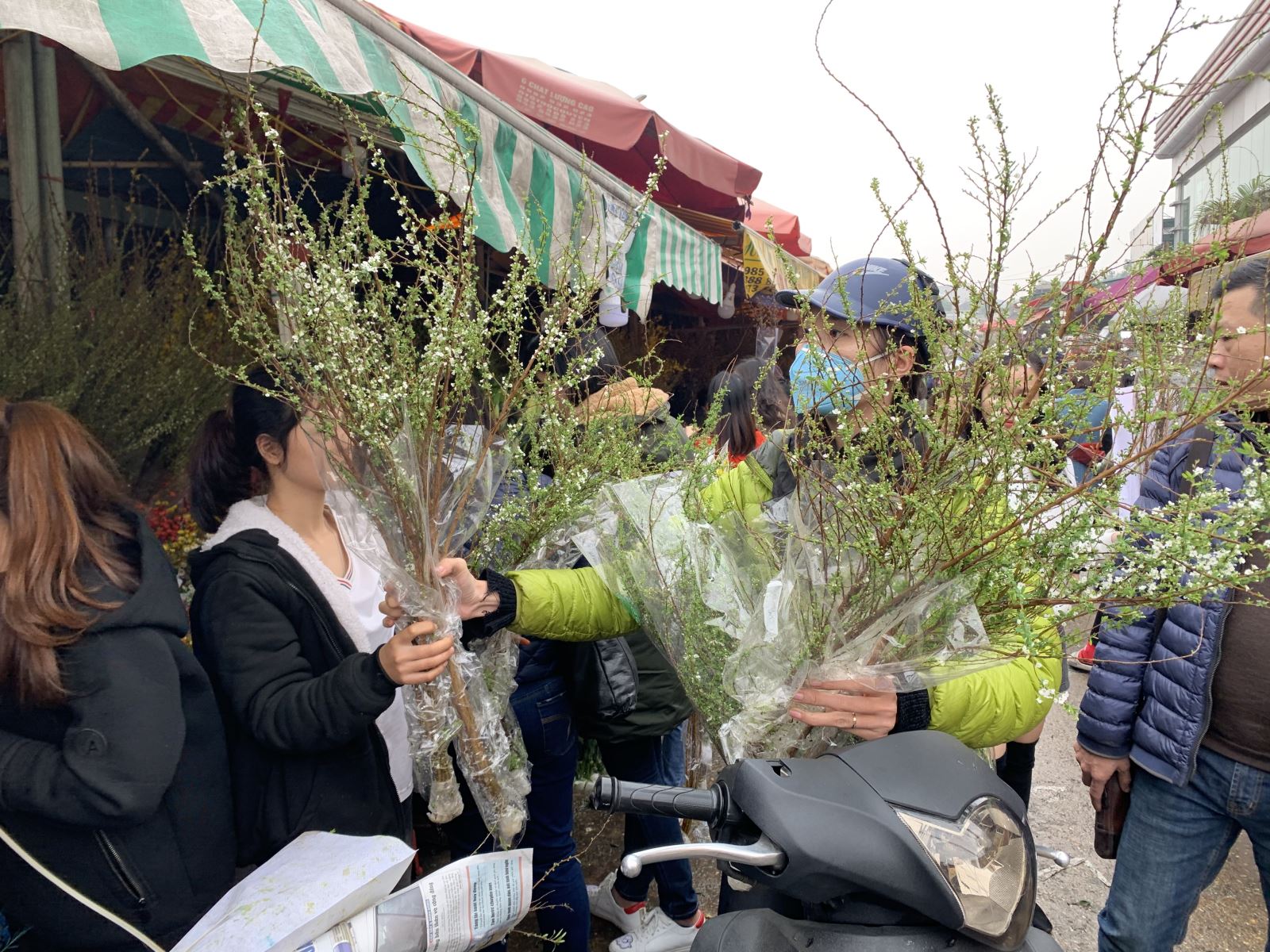 Các loại hoa lạ nhập khẩu hút khách dịp Tết | baotintuc.vn